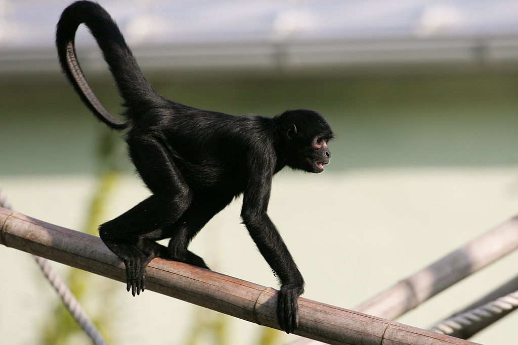 Black-headed Spider Monkey, Animal Database