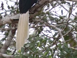 White-crowned Hornbill