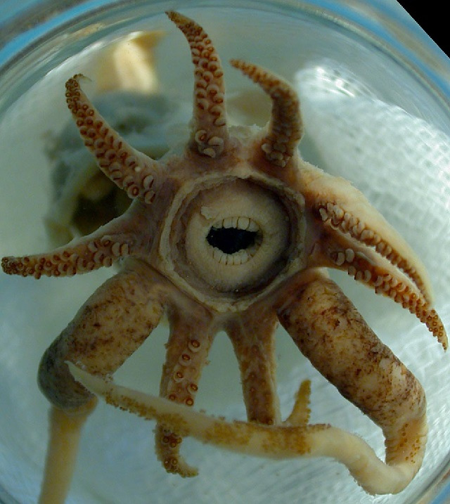 Зубы кальмара как выглядит Promachoteuthis sulcus Animal Database Fandom