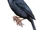 Yellow-crested Helmetshrike