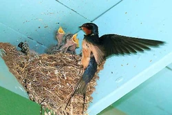 Barn Swallow