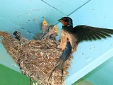 Barn Swallow