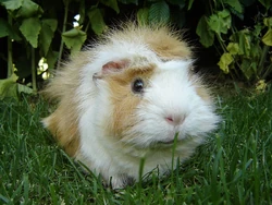 Guinea Pig