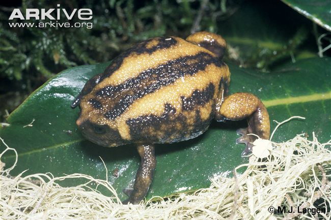 Bale Mountains Tree Frog | Animal Database | Fandom