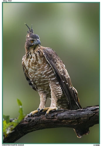 Mountain Hawk-eagle | Animal Database | Fandom