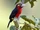 Double-toothed Barbet