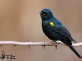 Black Cuckooshrike