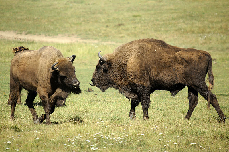 european bison vs american bison