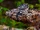Malagasy Giant Chameleon
