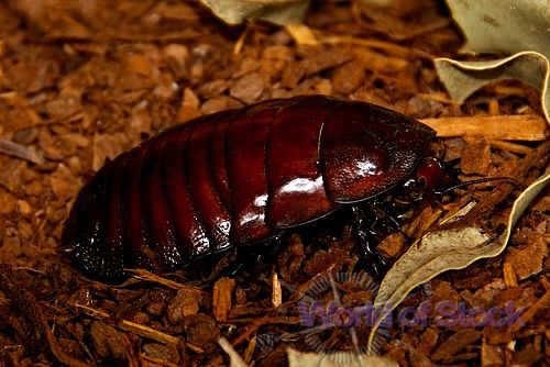 Giant Burrowing Cockroach Animal Database Fandom