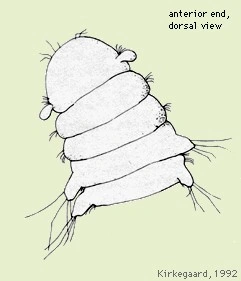 Ophryotrocha gerlachi Animal Database Fandom