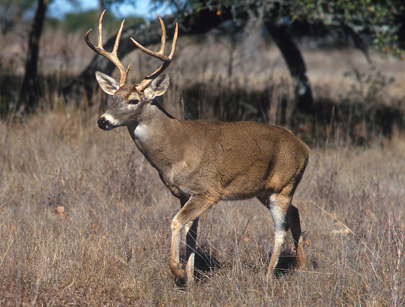 White-tailed Deer | Animal Database | Fandom