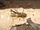 Kratt’s Lichen Mantis