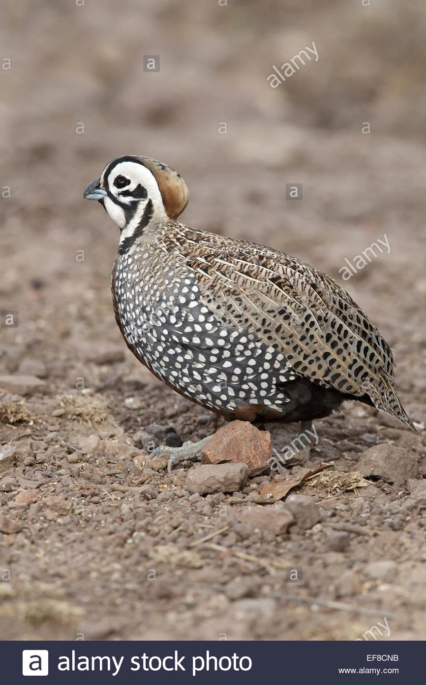 Montezuma Quail Animal Database Fandom