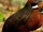 Rufous-fronted Wood Quail