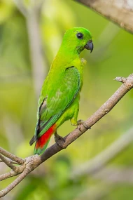 Female