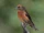 Crossbill