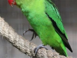 Black-winged Lovebird