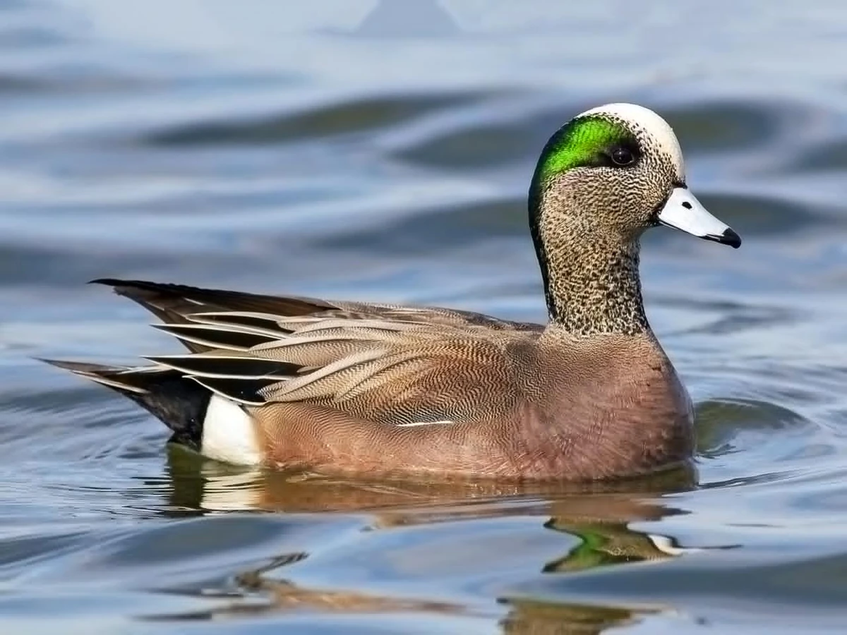 American Wigeon | Animal Database | Fandom