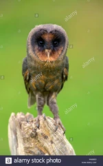 Sao-tome-barn-owl-tyto-thomensis-FHE930