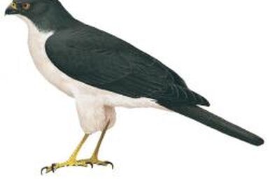 イギリス　英国　アボッツバリー白鳥飼養所600年　5種完 NH イギリス 英国 アボッツバリー白鳥飼養所600年 5種完 NH