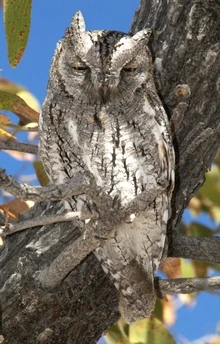 African Scopes-owl Otus senegalensis