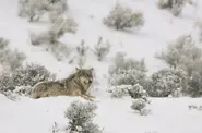 Grey Wolf0.webp (63 KB)