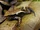 Cream-backed Poison Frog