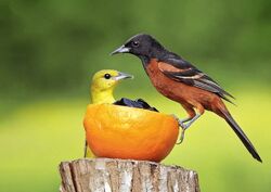 A Serendipitous Orchard Oriole Extravaganza