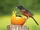 Orchard Oriole