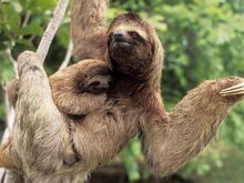 Sloth and baby