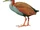Red-winged Wood Rail