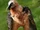 Bearded Vulture