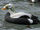 Spectacled Eider