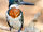 Amazon Kingfisher