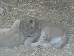 Lion cub.jpg