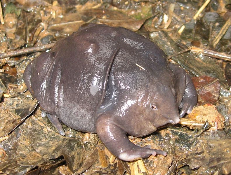 Purple Frog | Animal Database | Fandom