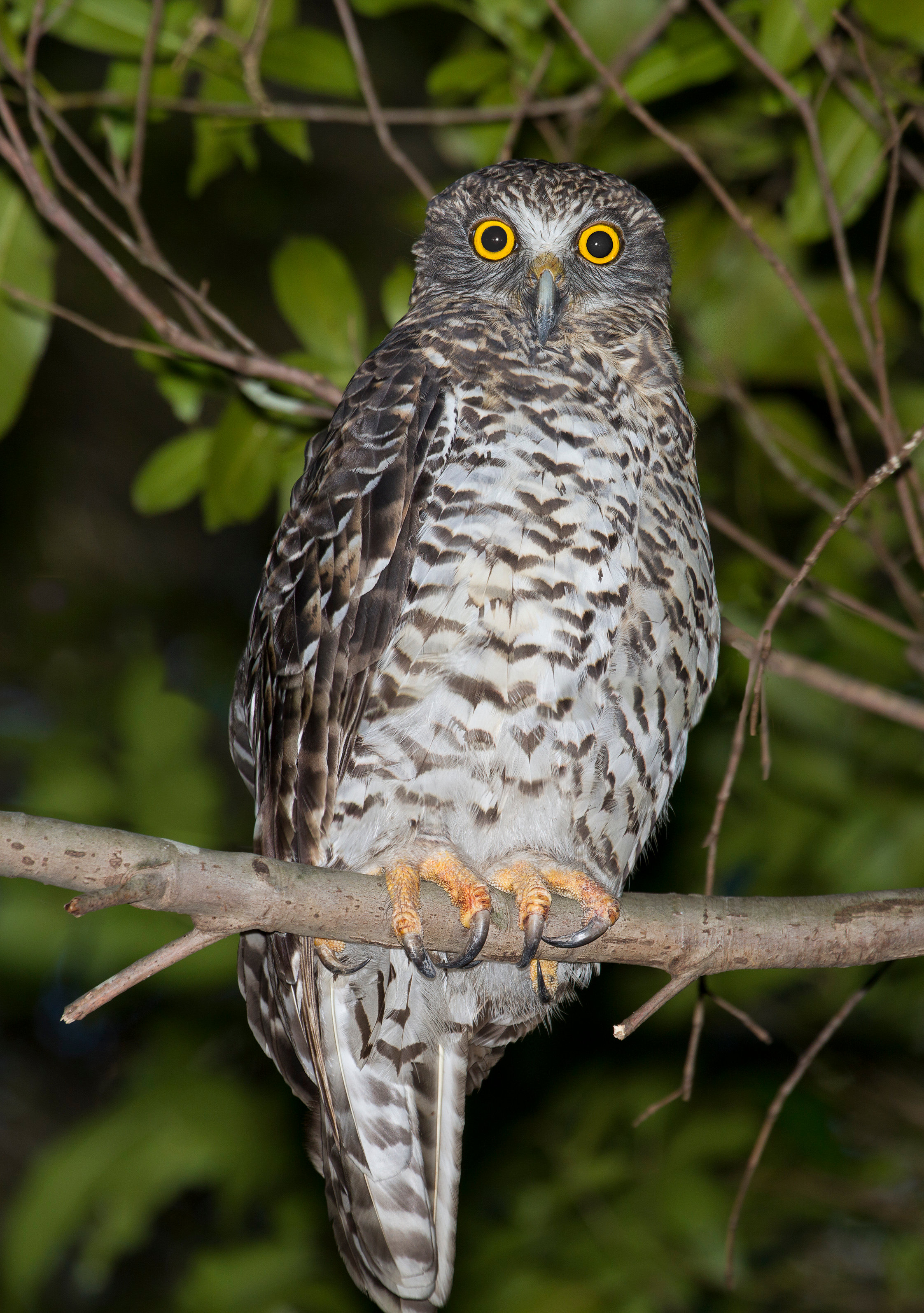 powerful owl