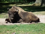 European Bison
