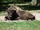 European Bison