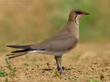 Collared Pratincole