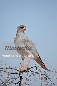 841-07523920em-Southern-pale-chanting-goshawk-Melierax