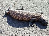 Gila Monster