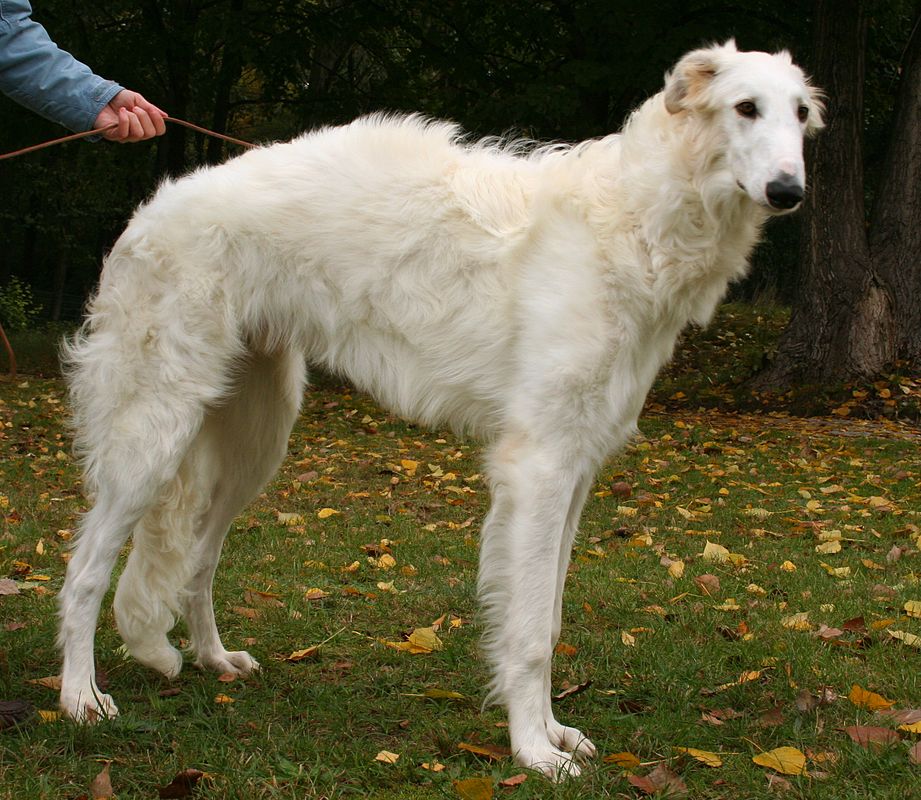 The deals blind borzoi