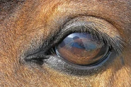A horse's eye