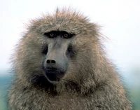Olive Baboon Closeup