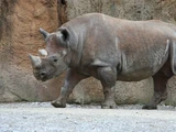 Black Rhinoceros