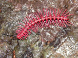 Shocking Pink Dragon Millipede