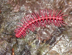 Shocking Pink Dragon Millipede | Animal Database | Fandom