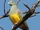 Bruce's Green Pigeon
